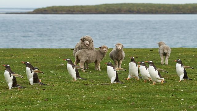 Gentoo Penguins and a group of sheep Bleaker Island in the Falkland Islands.